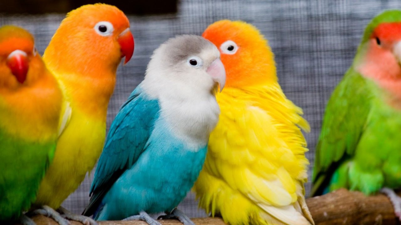 Cute Hd - HD Wallpaper 