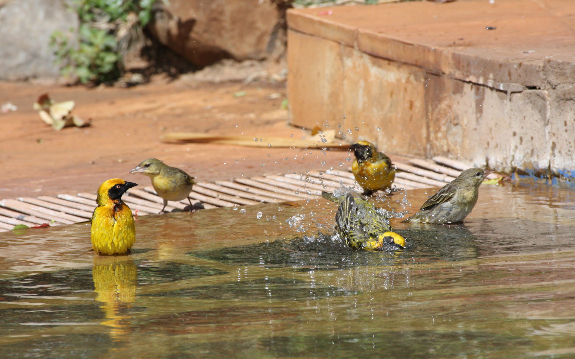 Birds Bathing - HD Wallpaper 