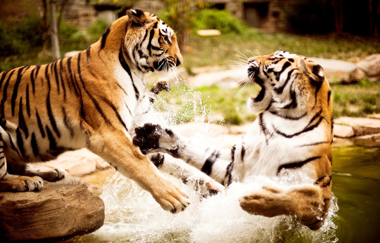 Photo Wallpaper Water, Nature, Tigers, Animals, Wallpapers - Tigers Playing - HD Wallpaper 