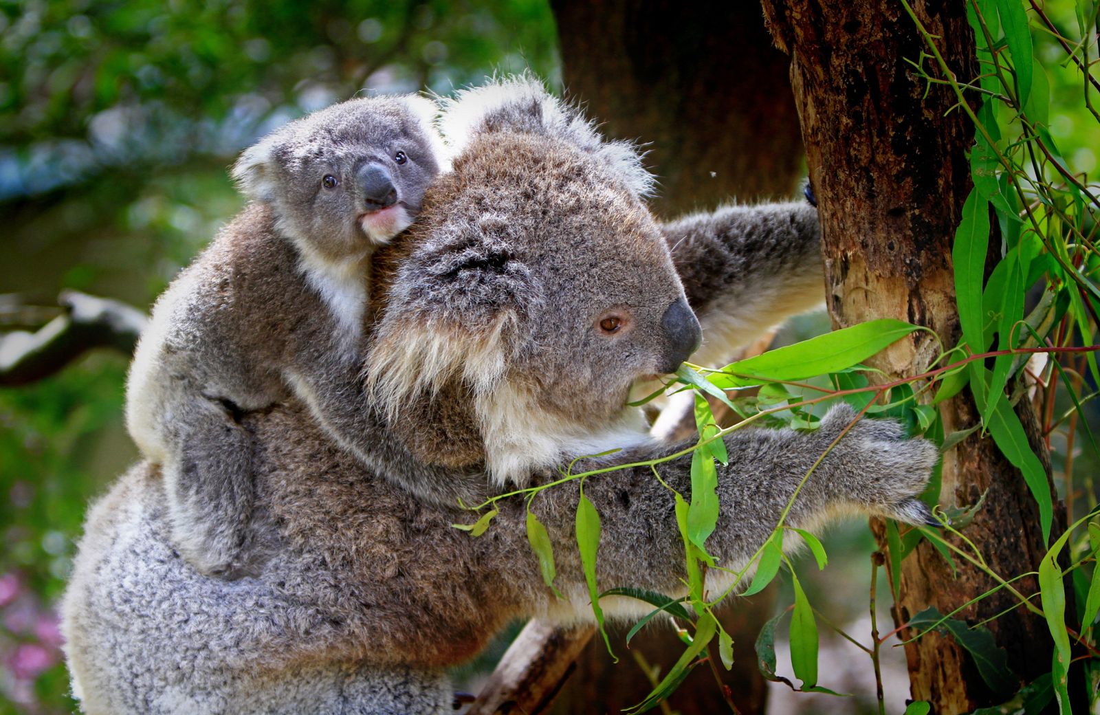 Nature Cute Wildlife Tree Animals Wallpaper - Koalas In The Wild - HD Wallpaper 