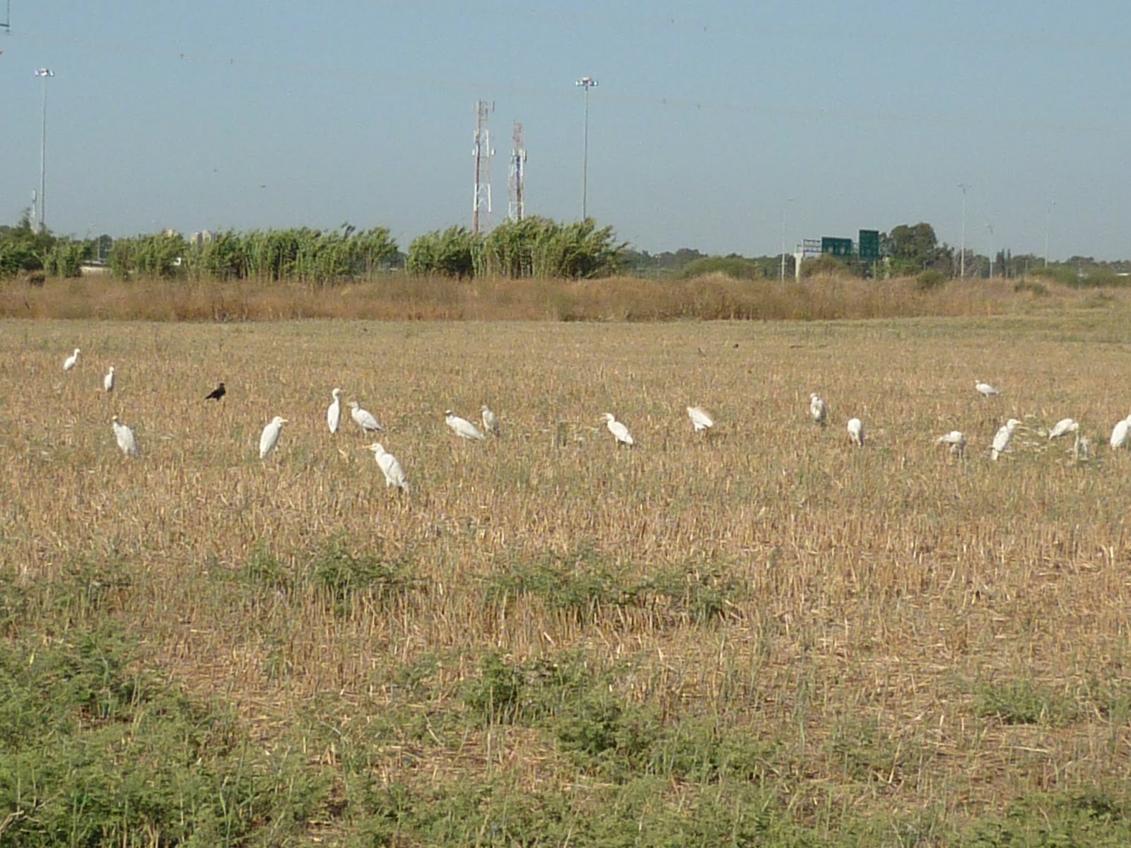 Cattle Egret - HD Wallpaper 