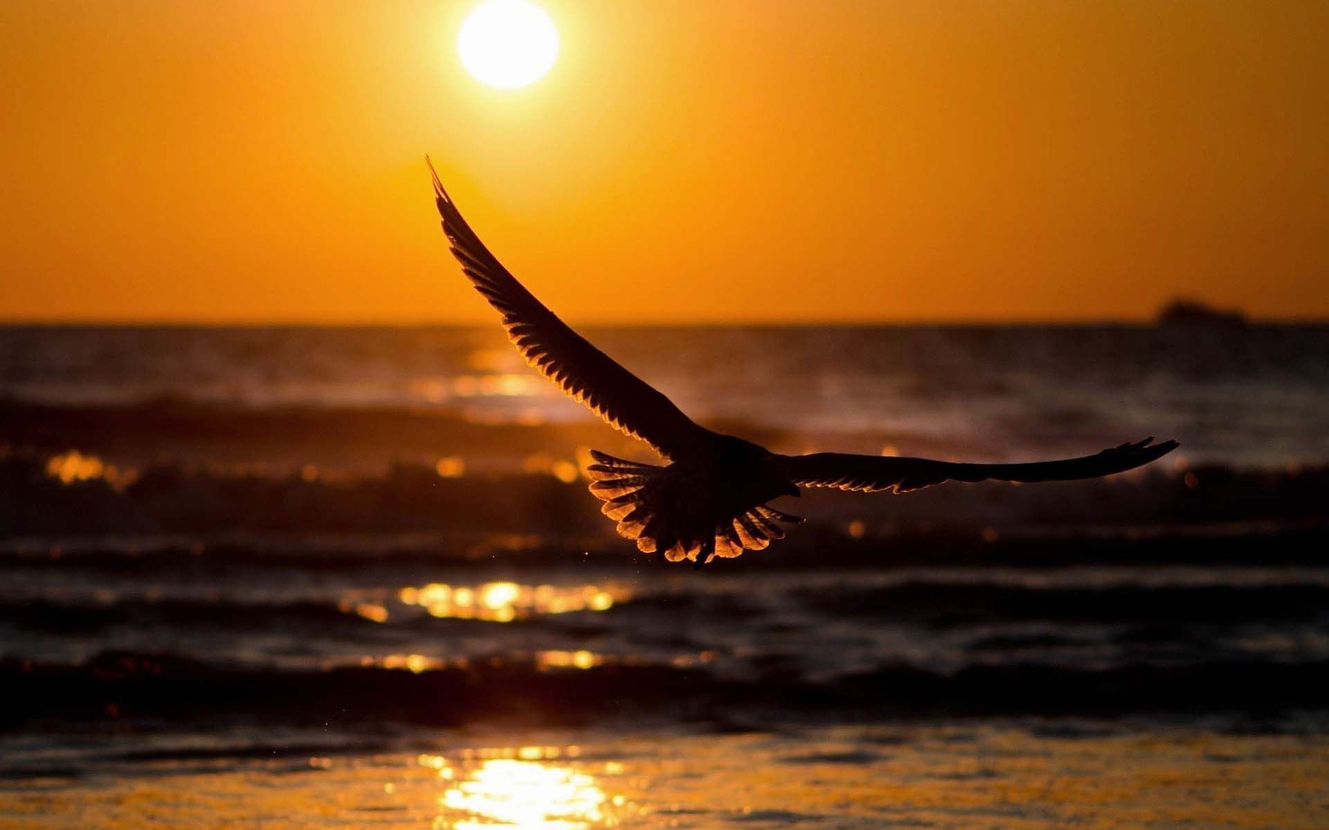 Bird-flying - HD Wallpaper 