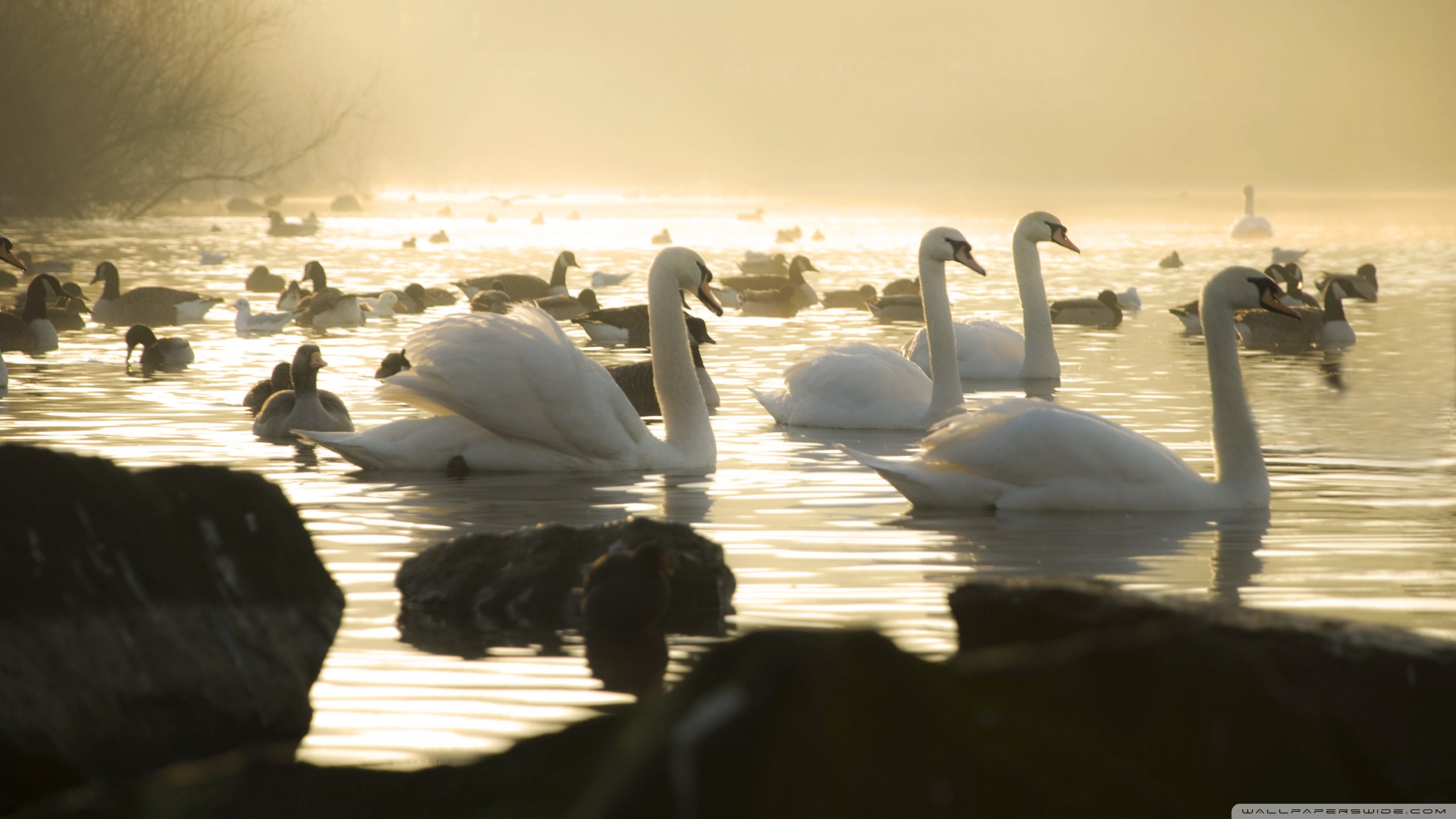 Hd Wallpaper Morning Screen - HD Wallpaper 