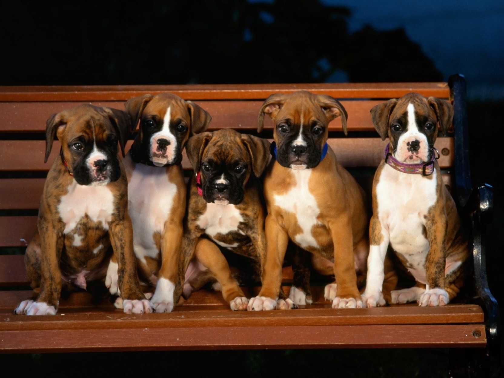 Boxer Puppies Wallpaper Hd - HD Wallpaper 