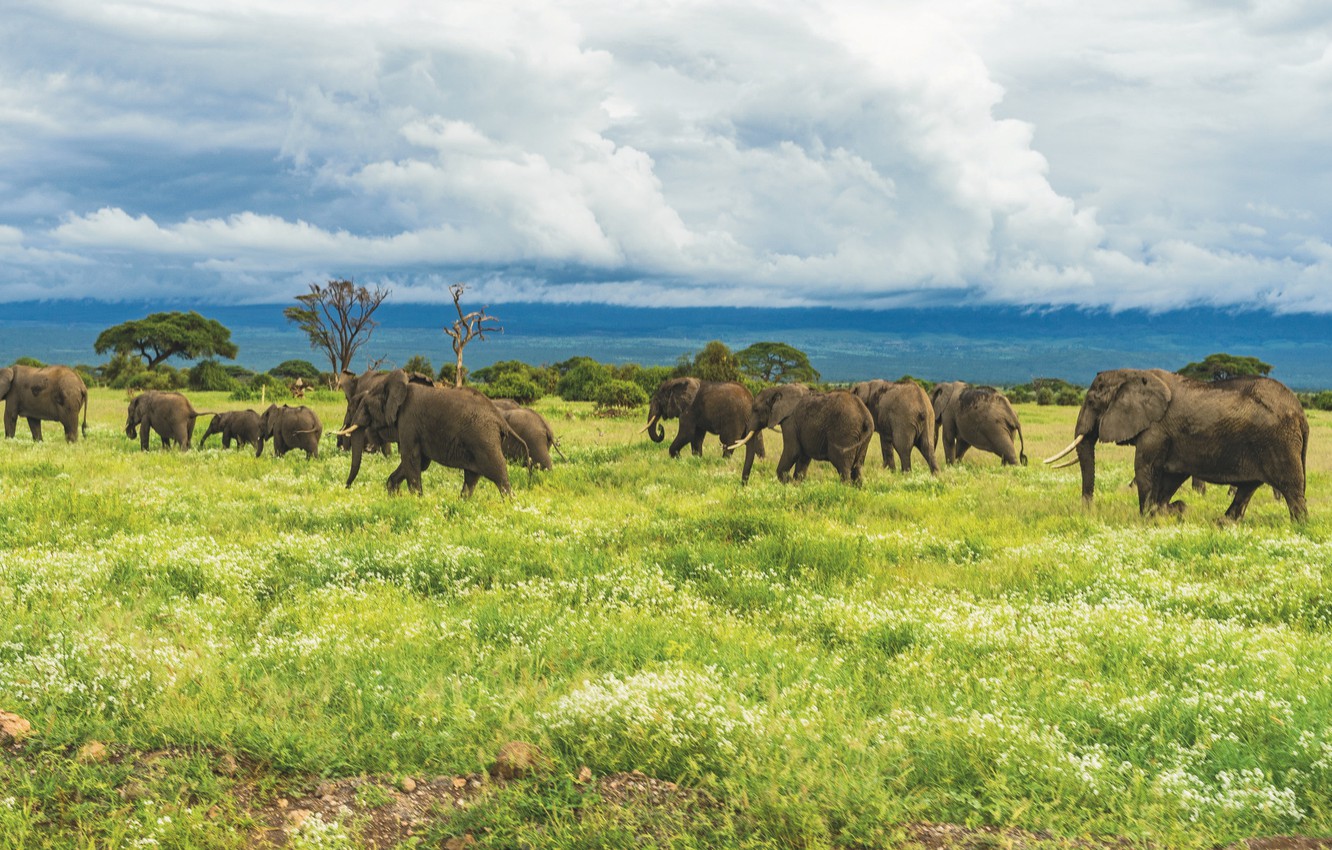 Photo Wallpaper Nature, Landscape, Animal - Wildlife Environment - HD Wallpaper 