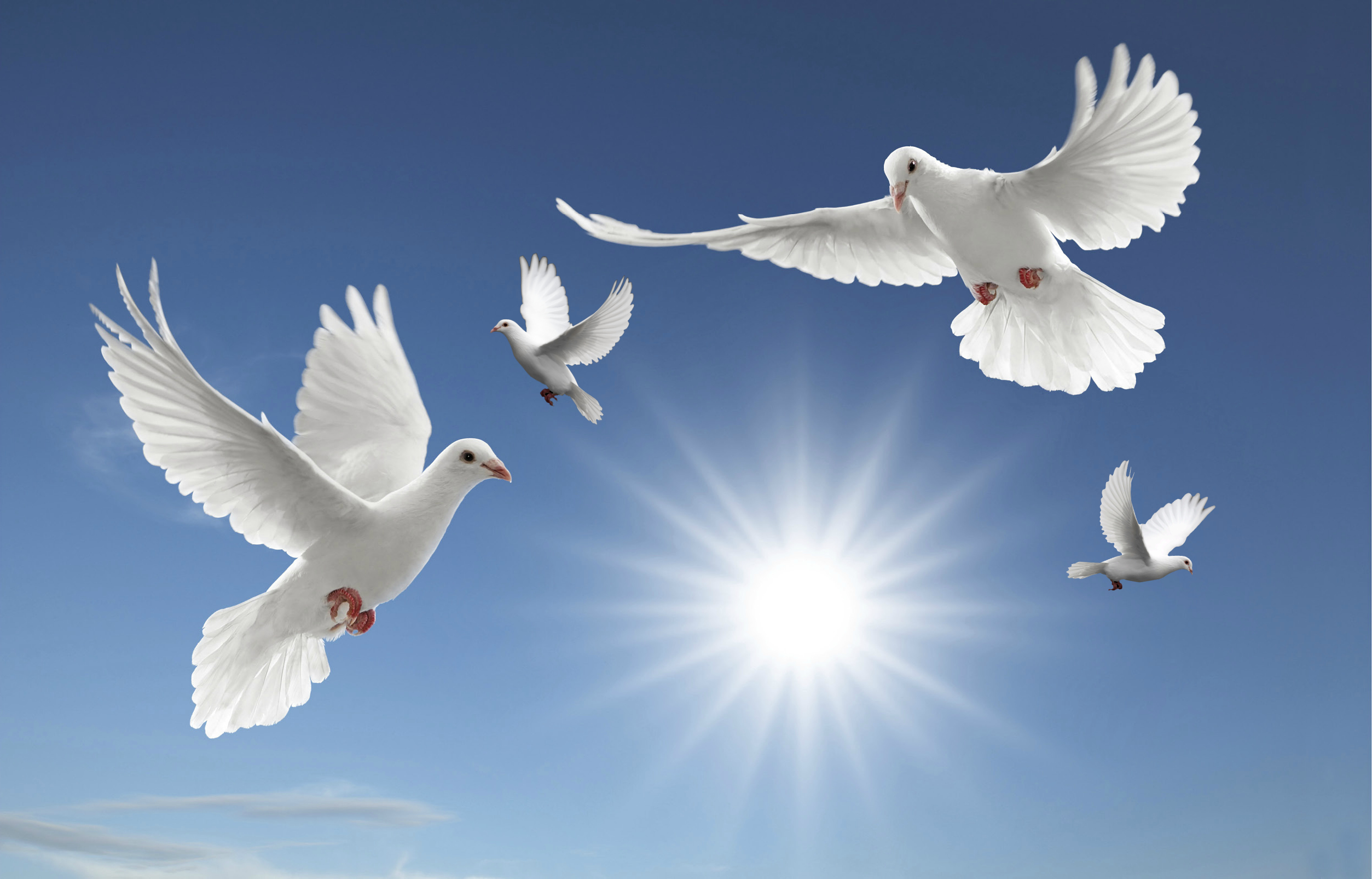 Funeral Background With Birds - HD Wallpaper 
