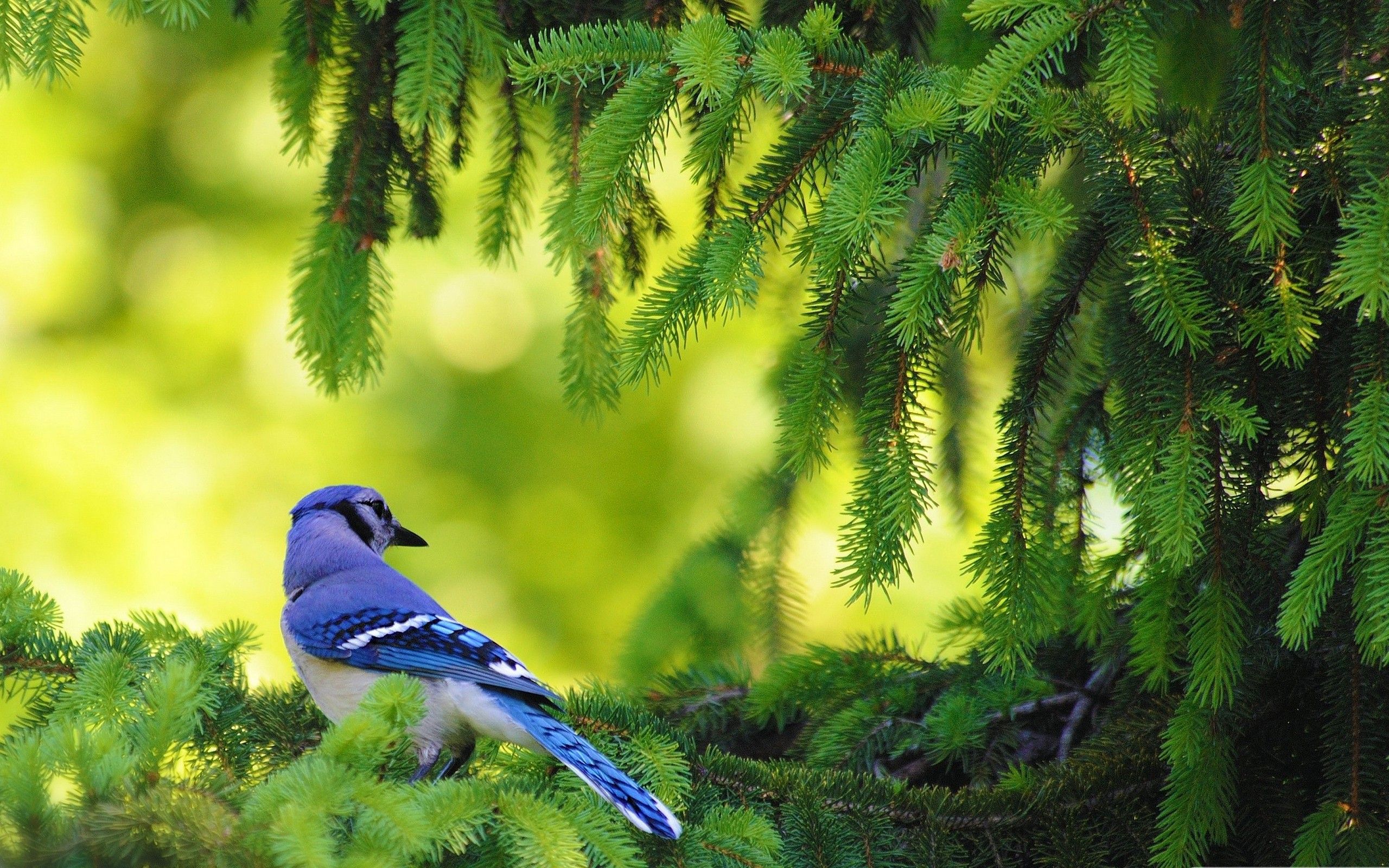 Nature Images With Birds And Animals - 2560x1600 Wallpaper 