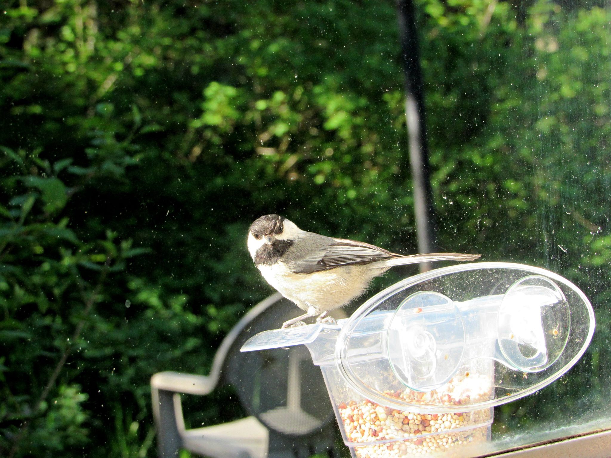 Sparrow - HD Wallpaper 