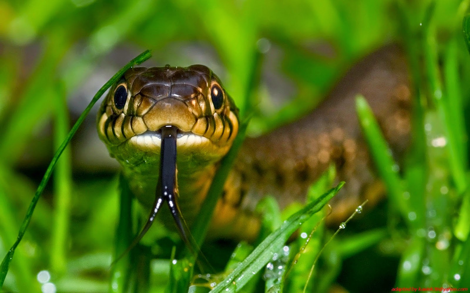 Animal Nature Hd Wallpapers Natural Animals Image Hd 1600x1000 Wallpaper Teahub Io