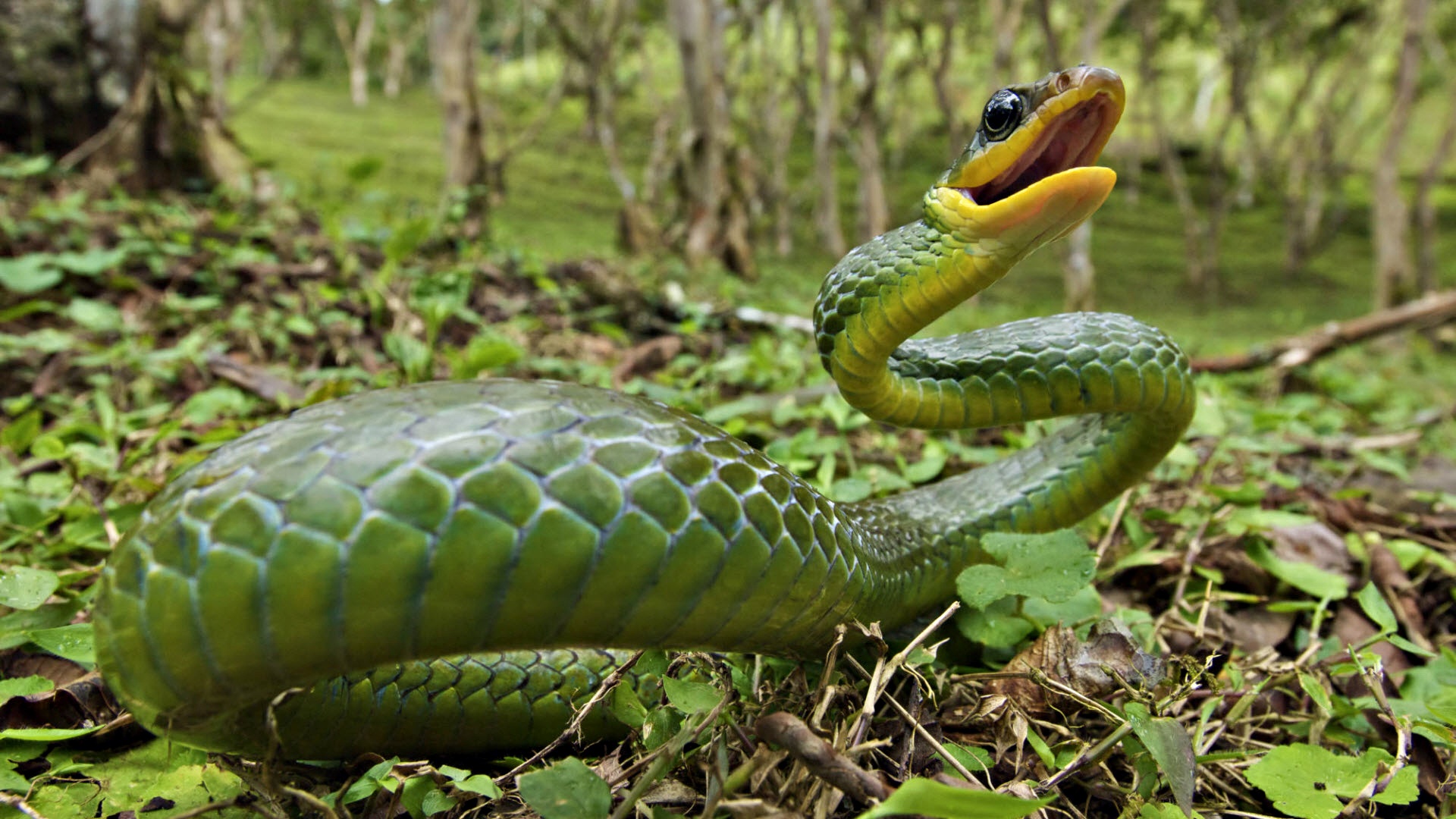 Nature Wallpaper -snake Animals Forest - Snake In The Jungle - HD Wallpaper 