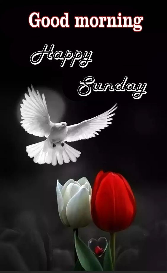 Good Morning Bird Wishes Sunday Image Pics - Good Morning Birds New - HD Wallpaper 
