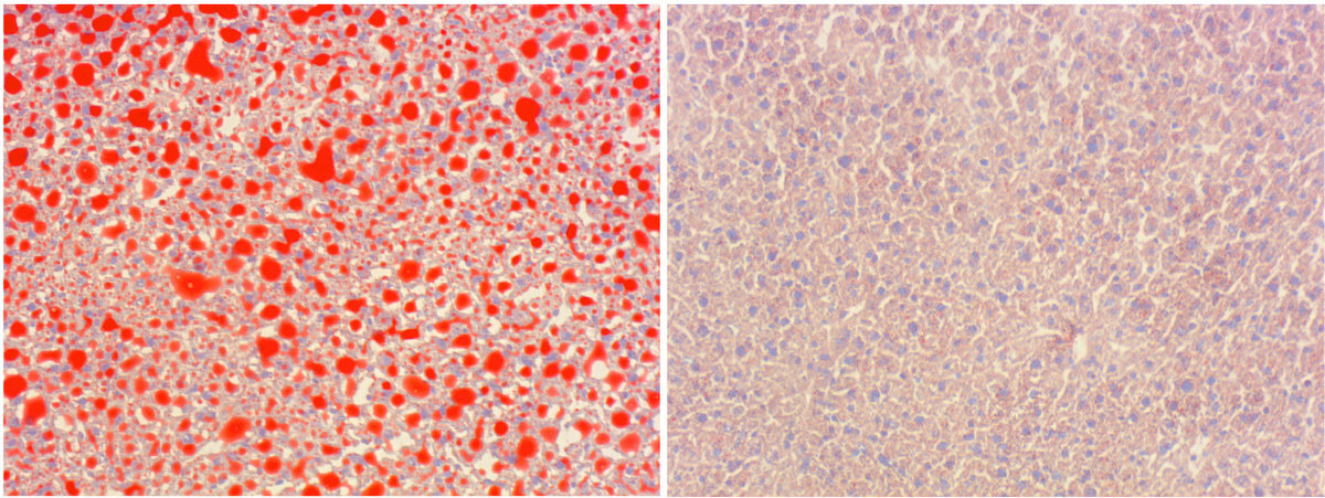 Wallpaper - HD Wallpaper 