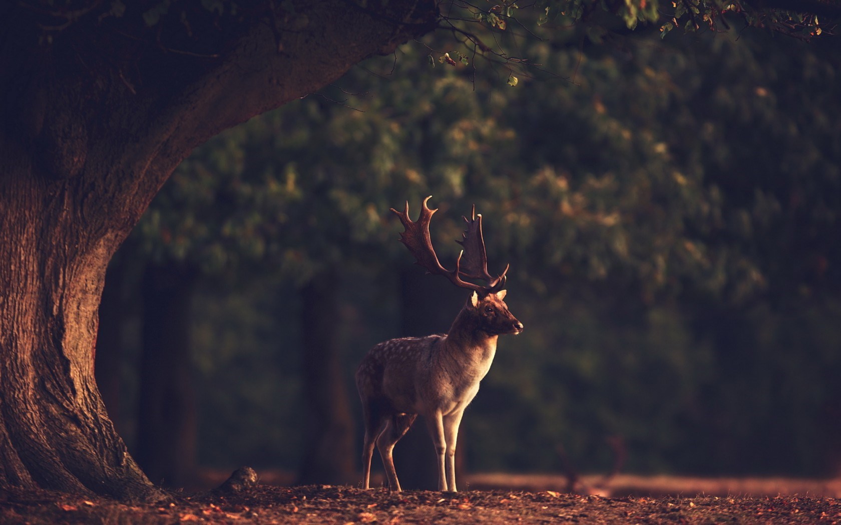Deer Animal Nature Forest - 1680x1050 Wallpaper 