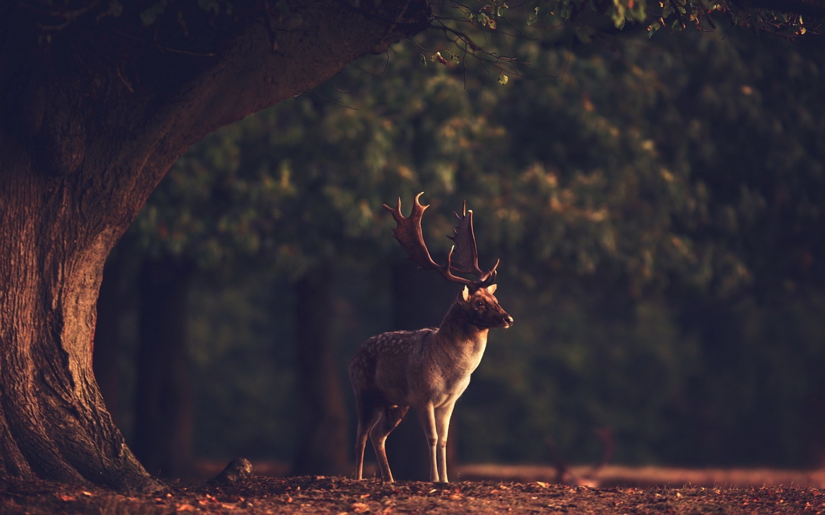 Deer Animal Nature Forest - HD Wallpaper 