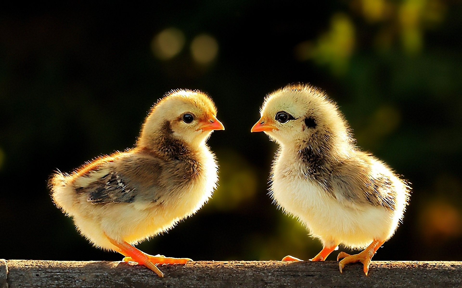 Hd Birds Wallpapers Download - HD Wallpaper 