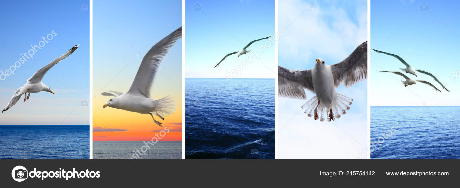 European Herring Gull - HD Wallpaper 