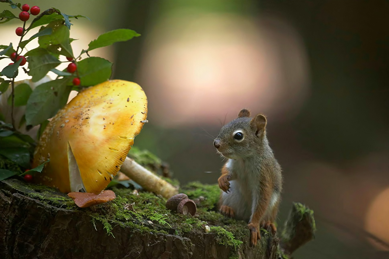 Nature Squirrel - HD Wallpaper 