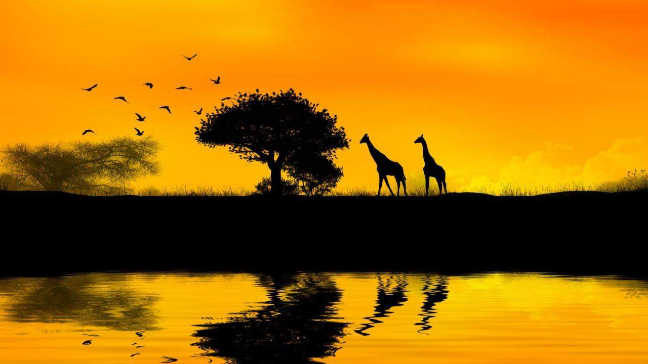 Africa Nature Giraffes With Tree & Birds Hd Animals - HD Wallpaper 