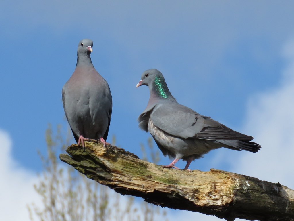 Stock Dove - HD Wallpaper 