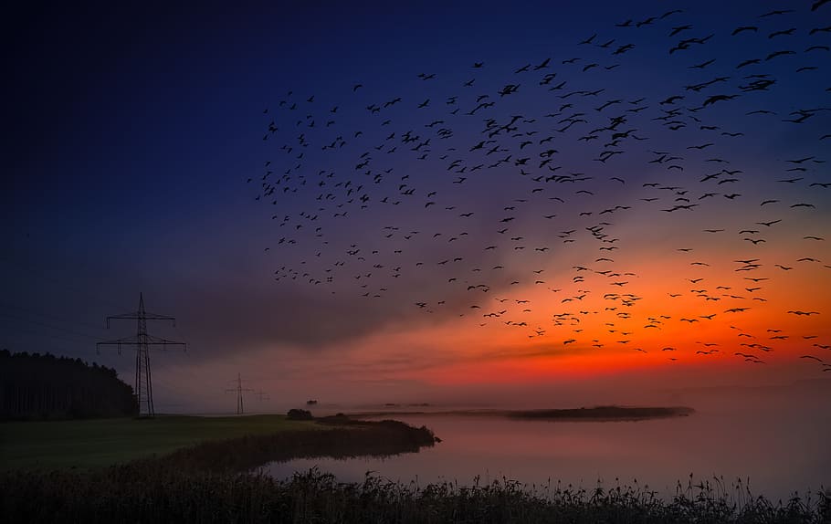 Good Morning Birds Wallpaper - HD Wallpaper 