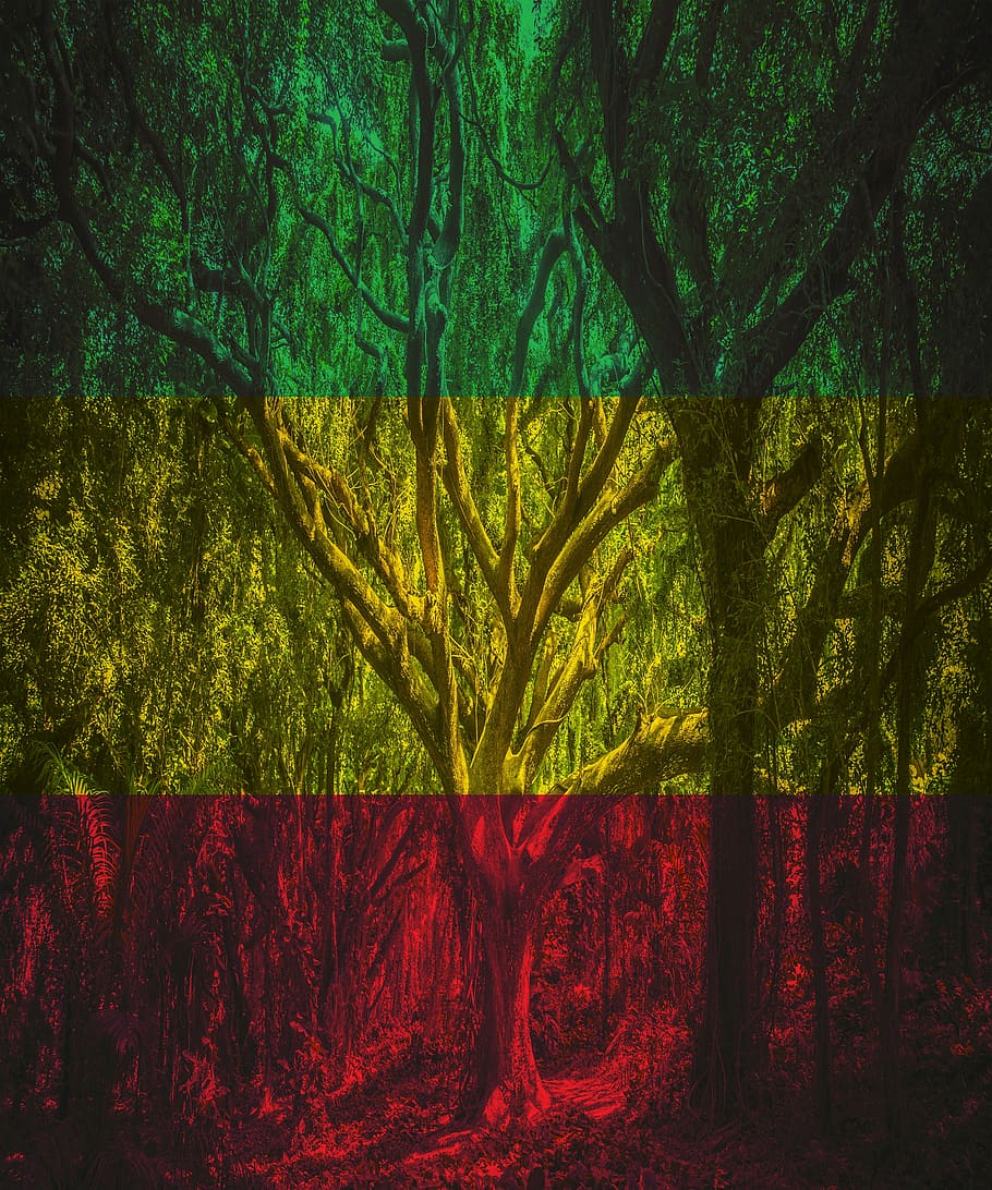 Rasta, Forest, Rastafari, Nature, Rastaman, Reggae, - HD Wallpaper 