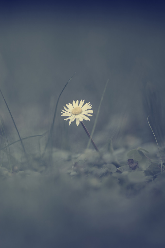 Wallpaper - HD Wallpaper 