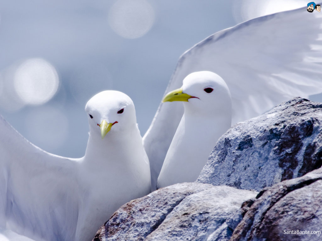 Birds - Couple Birds - HD Wallpaper 