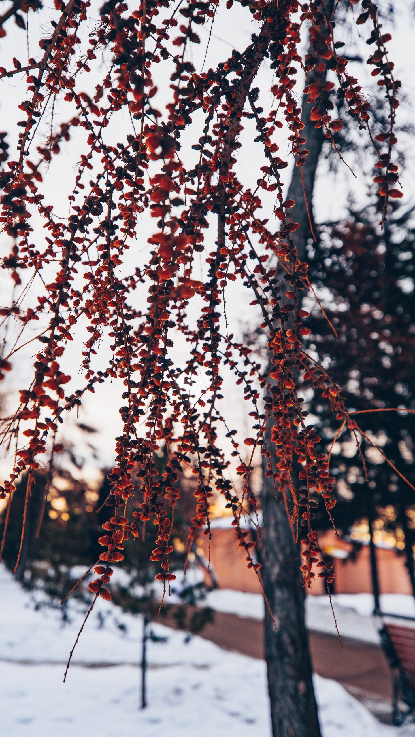 Wallpaper Tree, Branches, Plant, Winter, Nature - Snow - HD Wallpaper 