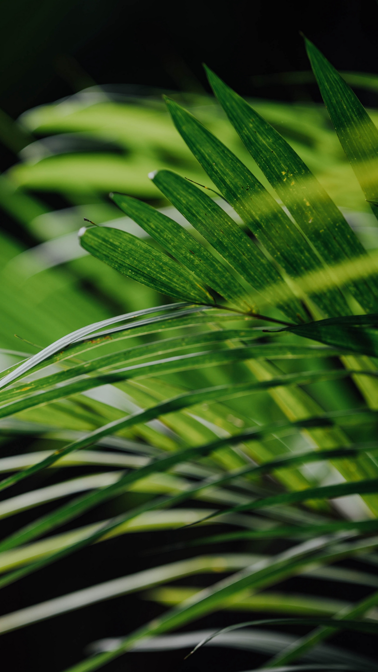 Wallpaper Leaves, Branches, Green, Palm, Plant - Close-up - HD Wallpaper 