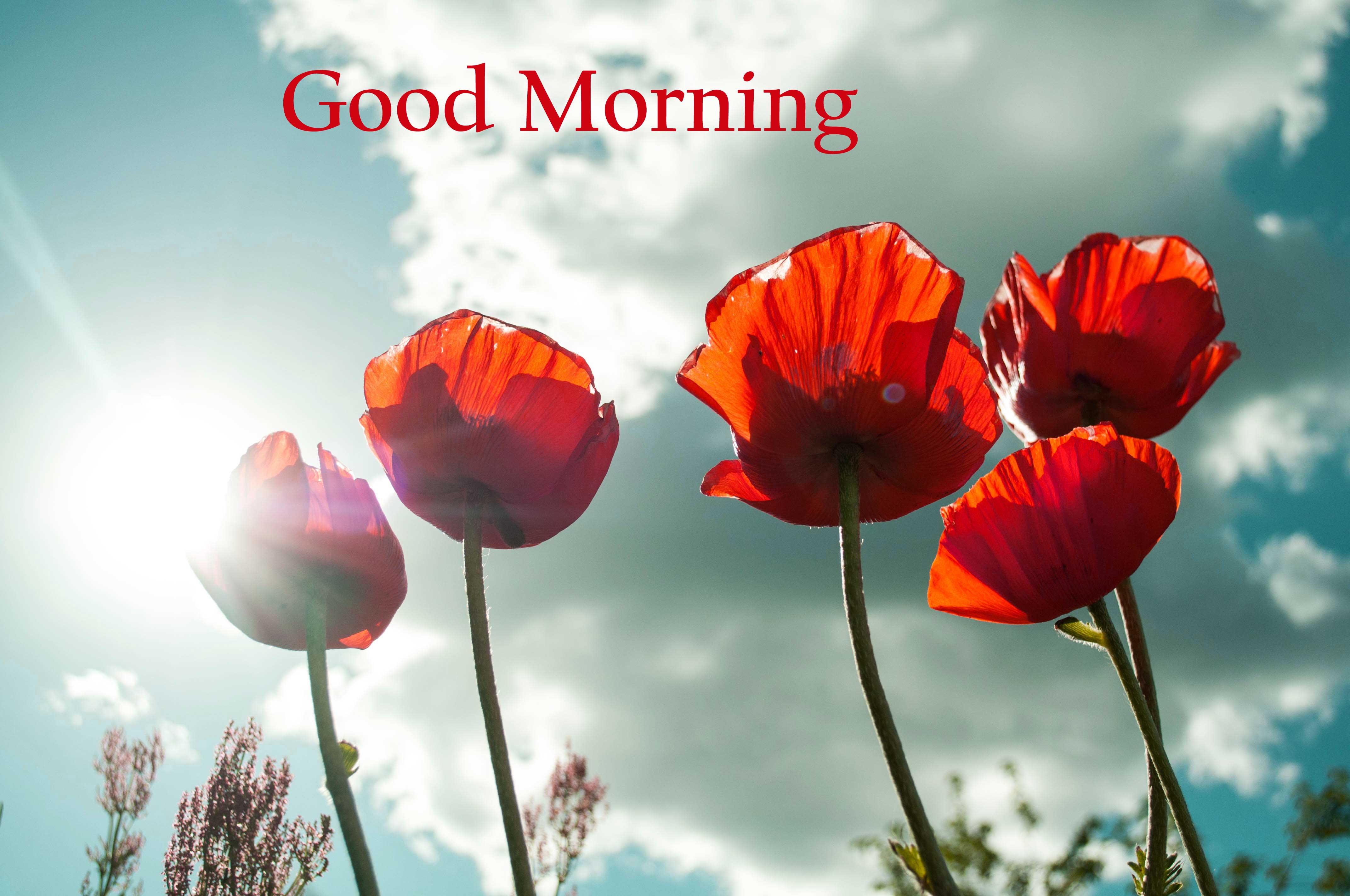 Flower Good Morning Image Hd - HD Wallpaper 