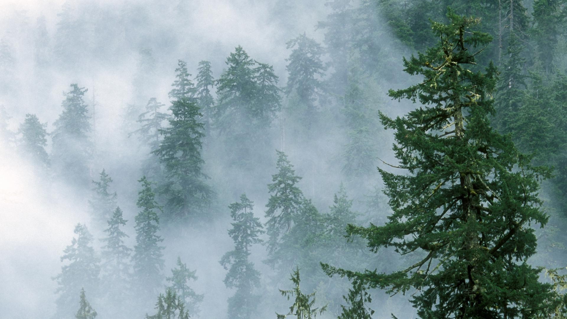 Foggy Forest - HD Wallpaper 