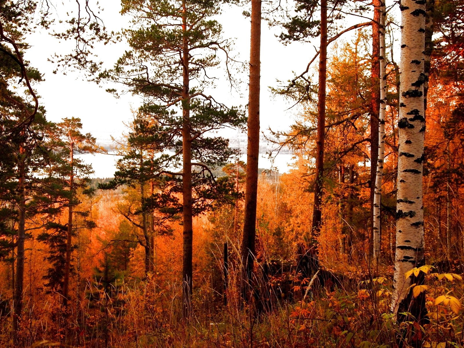 Spruce-fir Forest - HD Wallpaper 