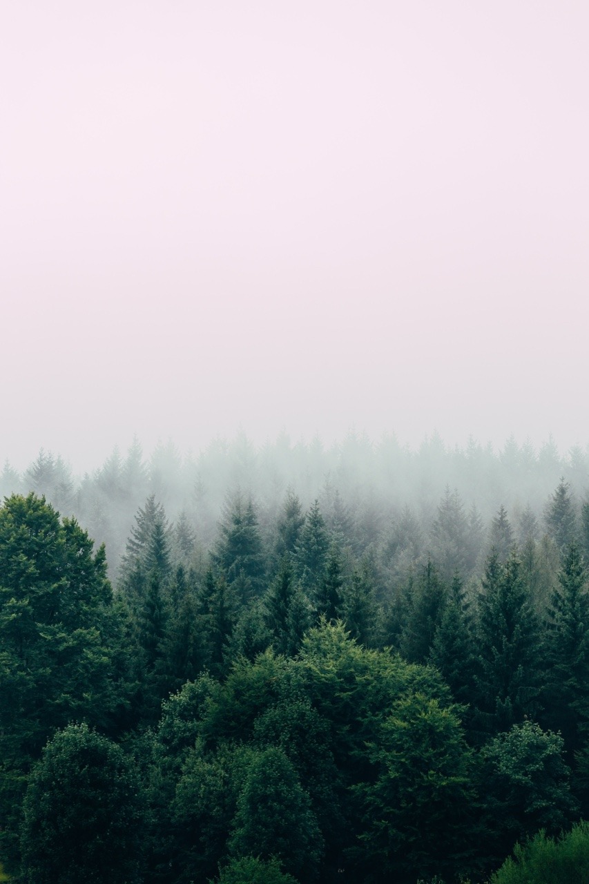 Image - Forest Wallpaper 4k Phone - HD Wallpaper 