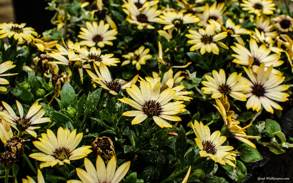 Nature Wallpaper Good Morning - African Daisy - HD Wallpaper 