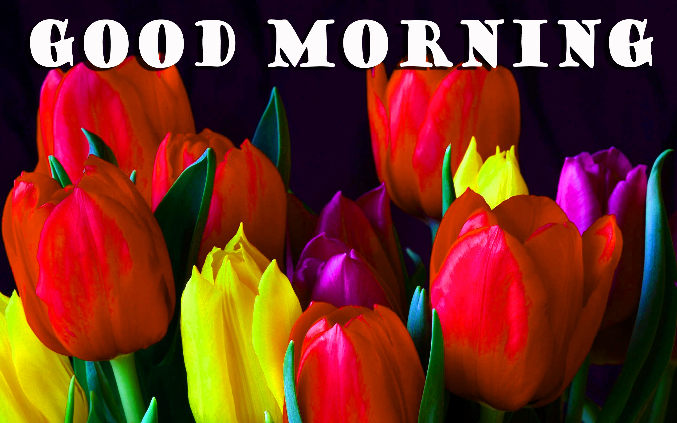 Good Morning Flowers Photo Wallpaper Pictures Hd 
 - Good Morning Beautiful Images Of Hd Flowers - HD Wallpaper 
