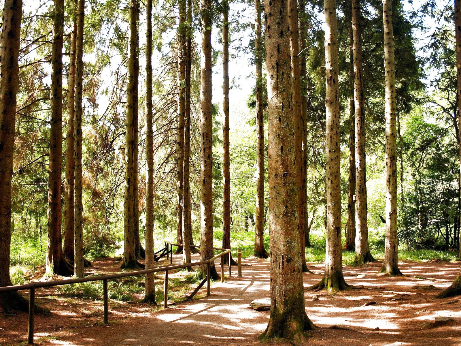 Tumblr Forest Wallpaper - HD Wallpaper 