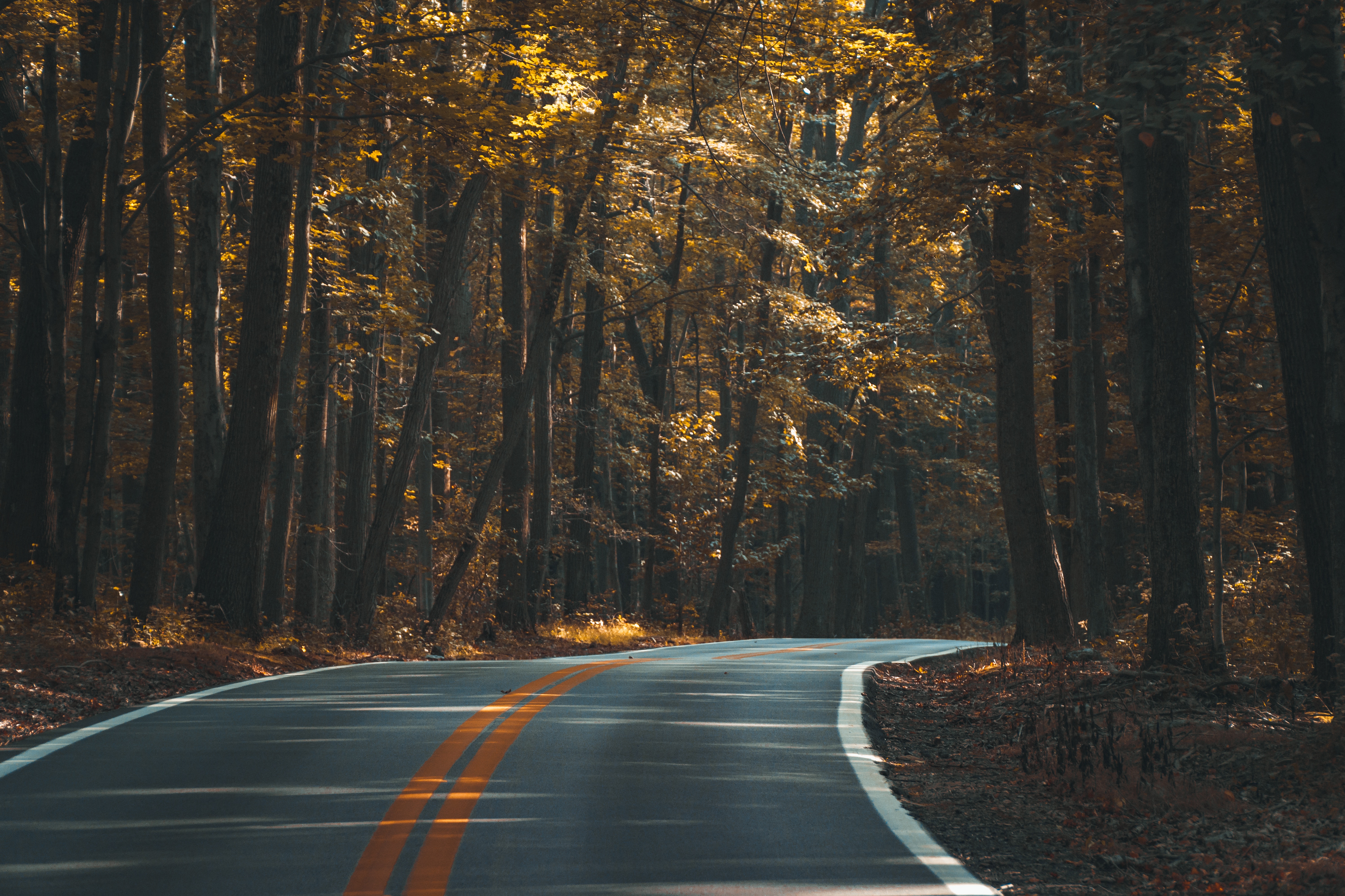 Tumblr Forest Wallpaper - HD Wallpaper 