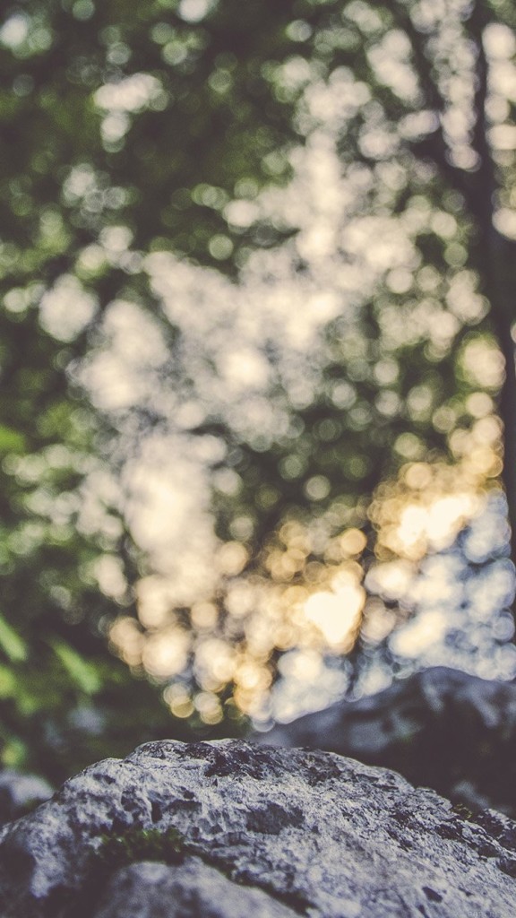 Bokeh Tree - HD Wallpaper 