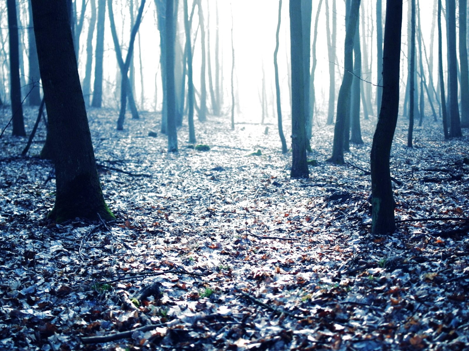 Trees - HD Wallpaper 