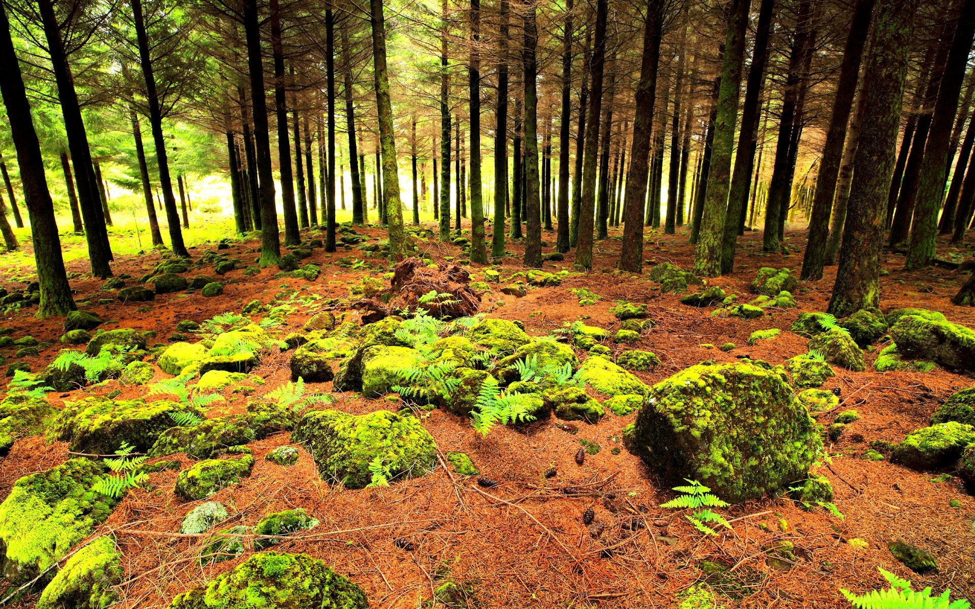 Forest - HD Wallpaper 