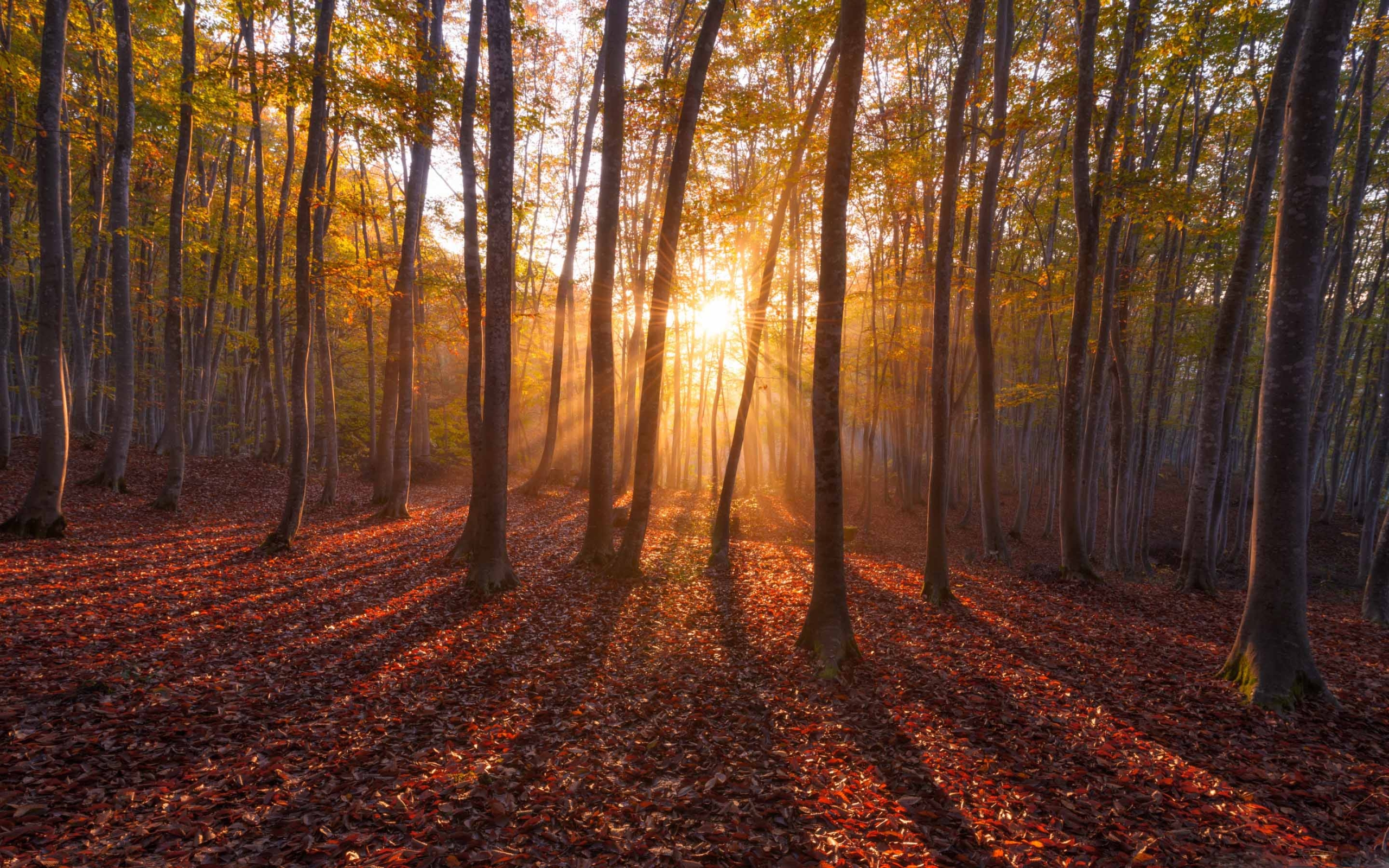 Sunrise Forest - HD Wallpaper 