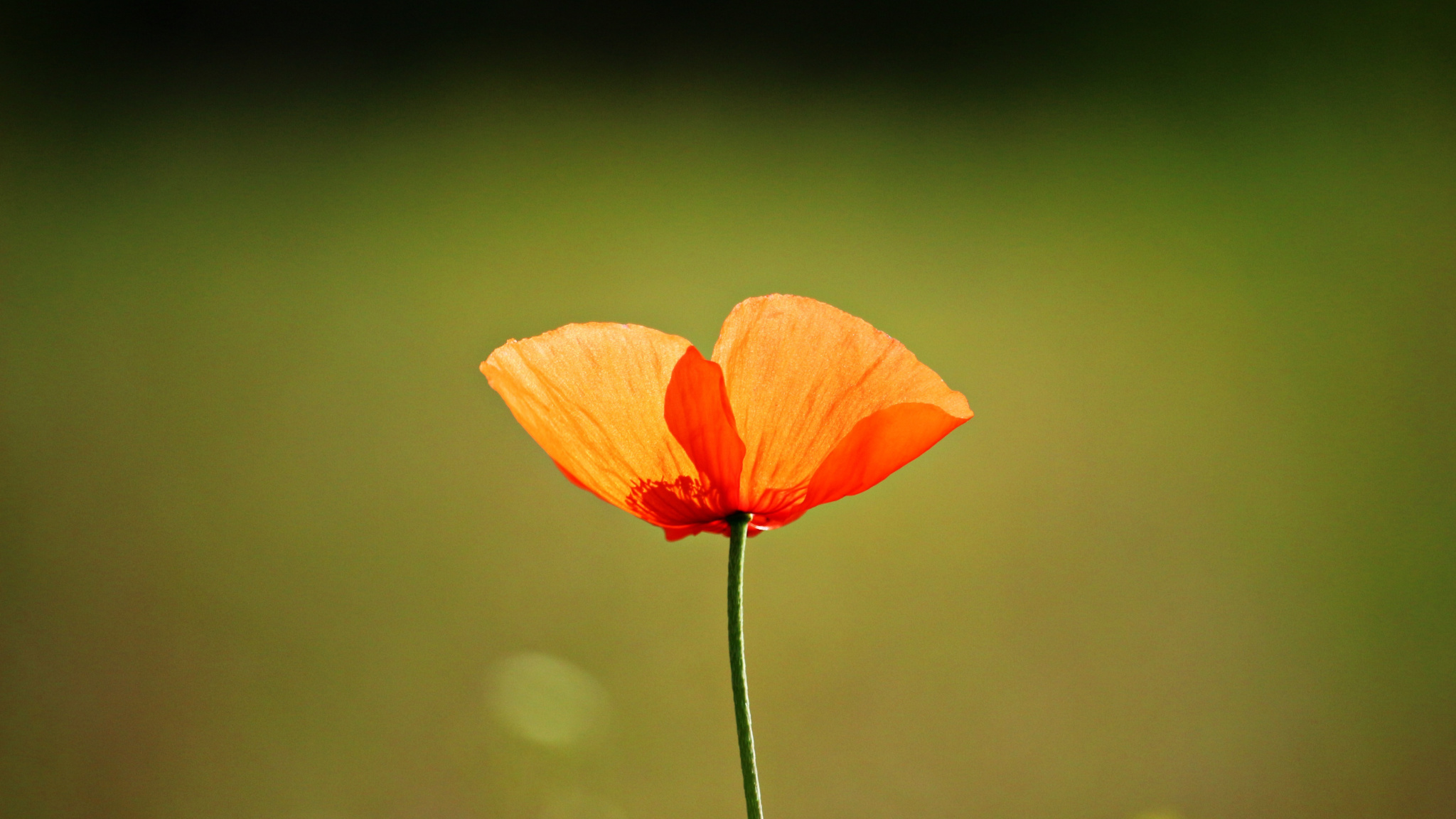Single Flower, Orange Poppy, Wallpaper - Single Flower Images Hd - HD Wallpaper 