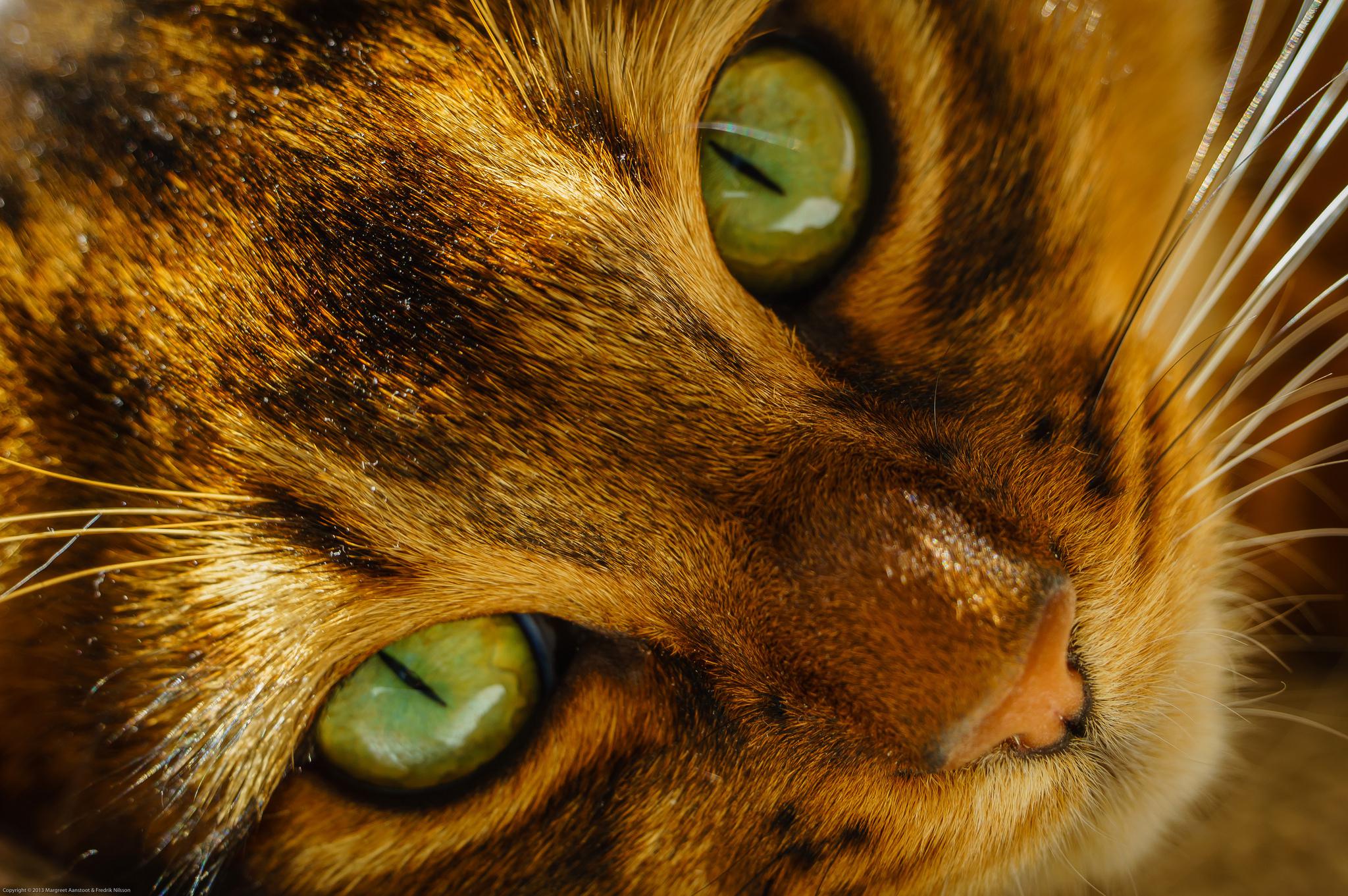 Hd Cats Eyes Glance Snout Animals Free Desktop Background - Fond D Écran Automne Chats - HD Wallpaper 