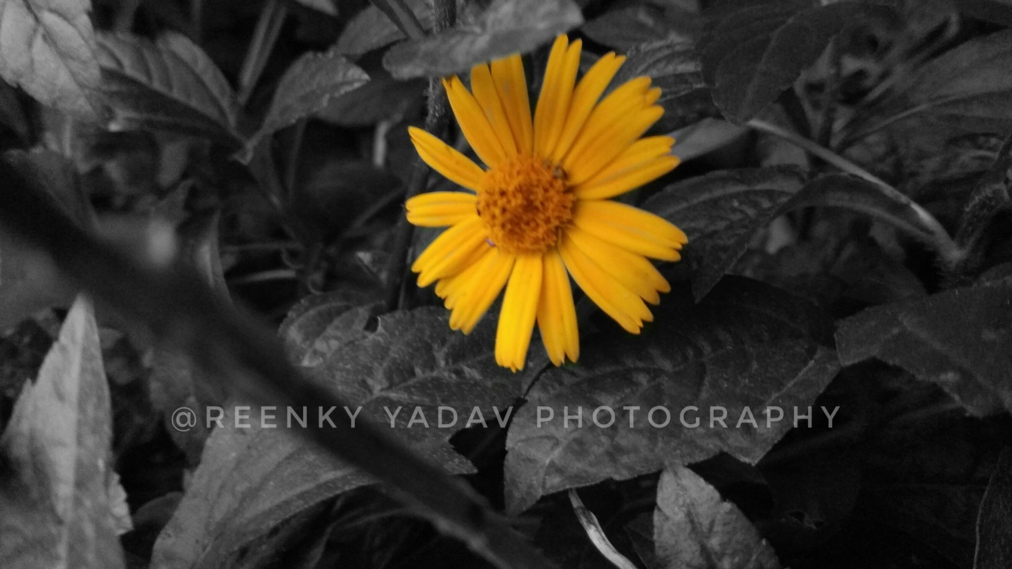 Field Marigold - HD Wallpaper 