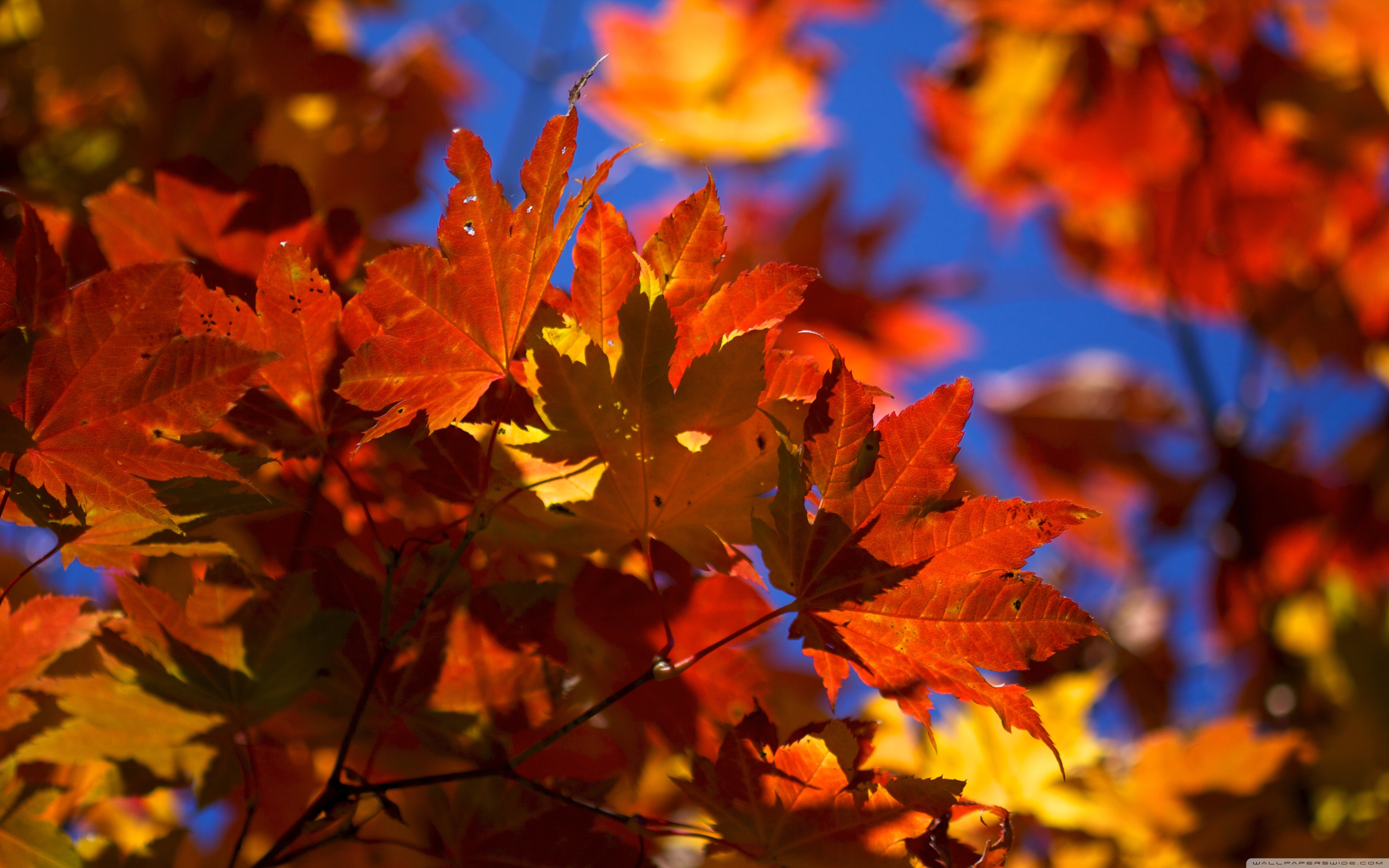 Fall Macbook Wallpaper Bright - HD Wallpaper 