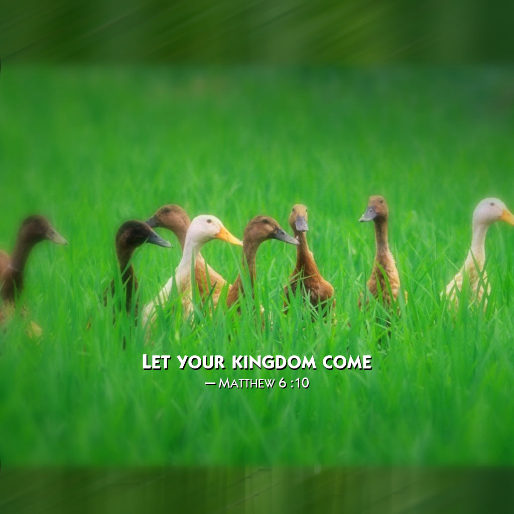 Water Bird - HD Wallpaper 