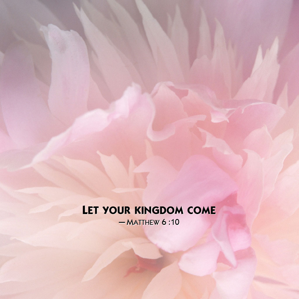 Peony - HD Wallpaper 