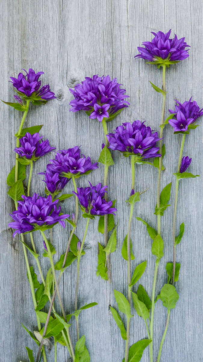 Flower - HD Wallpaper 