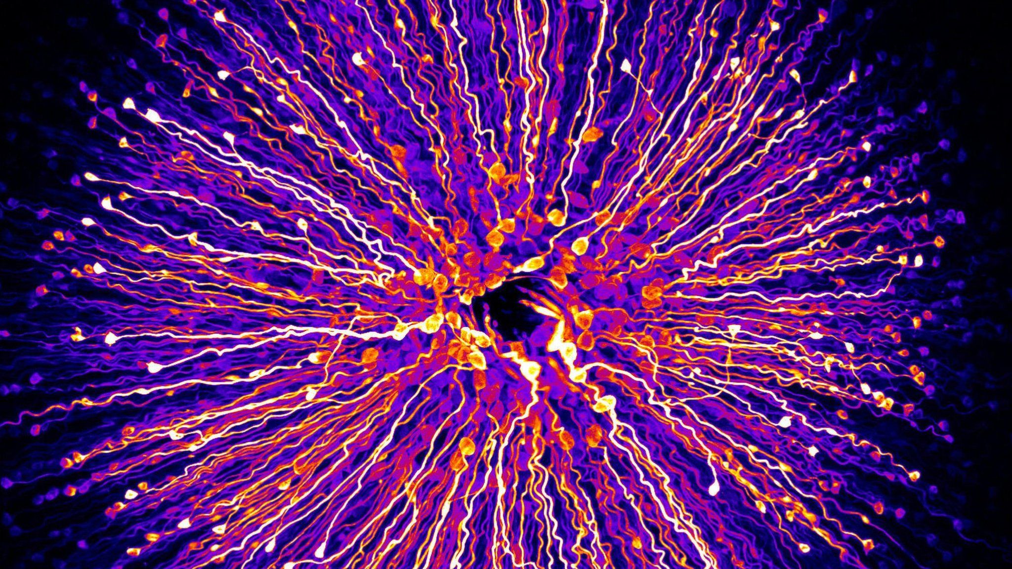 Bright Lights Spiking Outwards From The Centre Of The - Retina Microscopy - HD Wallpaper 