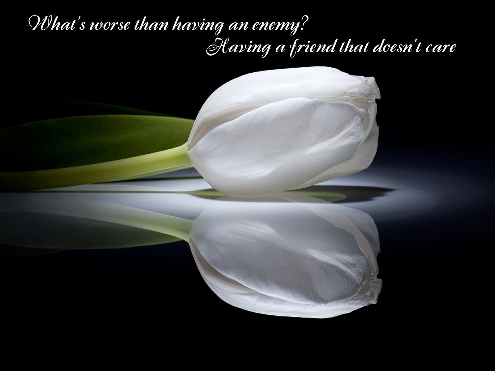 White Lily Lily Flower Quotes - HD Wallpaper 